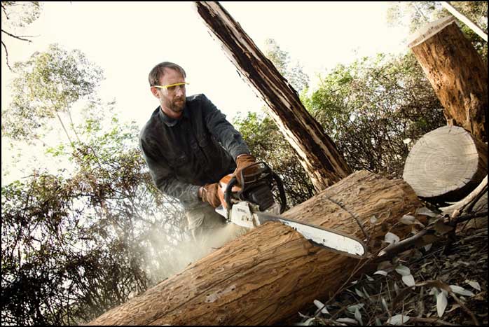 San Diego Tree Trimmers | San Diego Tree Service | Tree Trimming | Tree Removal san diego land clearing