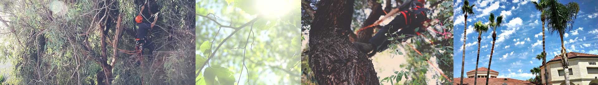 Tree-trimming | San Diego Tree Service | Tree Trimming | Tree Removal tree trimming in San Diego