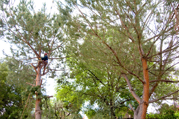 el cajon tree removal