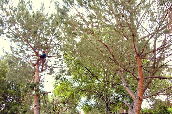 El Cajon Tree Trimmer | San Diego Tree Service | Tree Trimming | Tree Removal tree trimming in San Diego