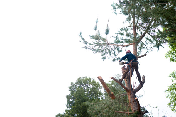 el cajon tree removal