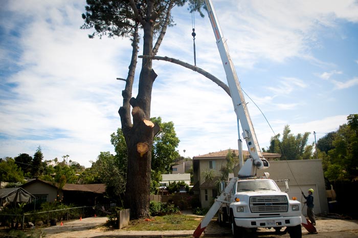 San Diego tree removal