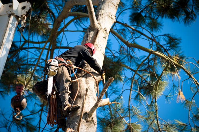 San Diego tree removal