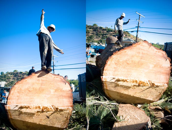 San Diego tree removal