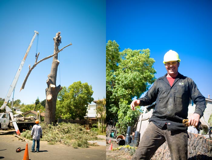 San Diego tree removal