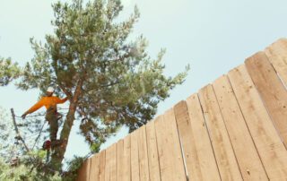 el cajon tree removal