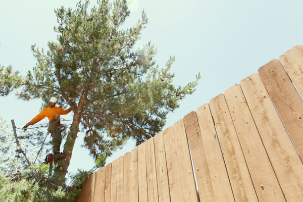 el cajon tree removal