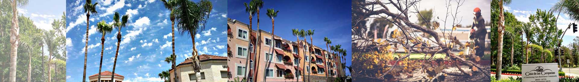 Commercial-tree-page | San Diego Tree Service | Tree Trimming | Tree Removal San Diego Commercial Tree Service | Tree Trimmers
