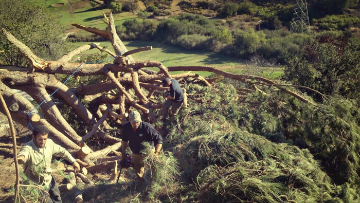 emergency tree service san diego