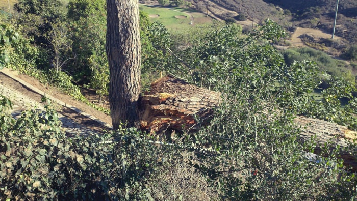 San Diego Emergency Tree Services | San Diego Tree Service | Tree Trimming | Tree Removal