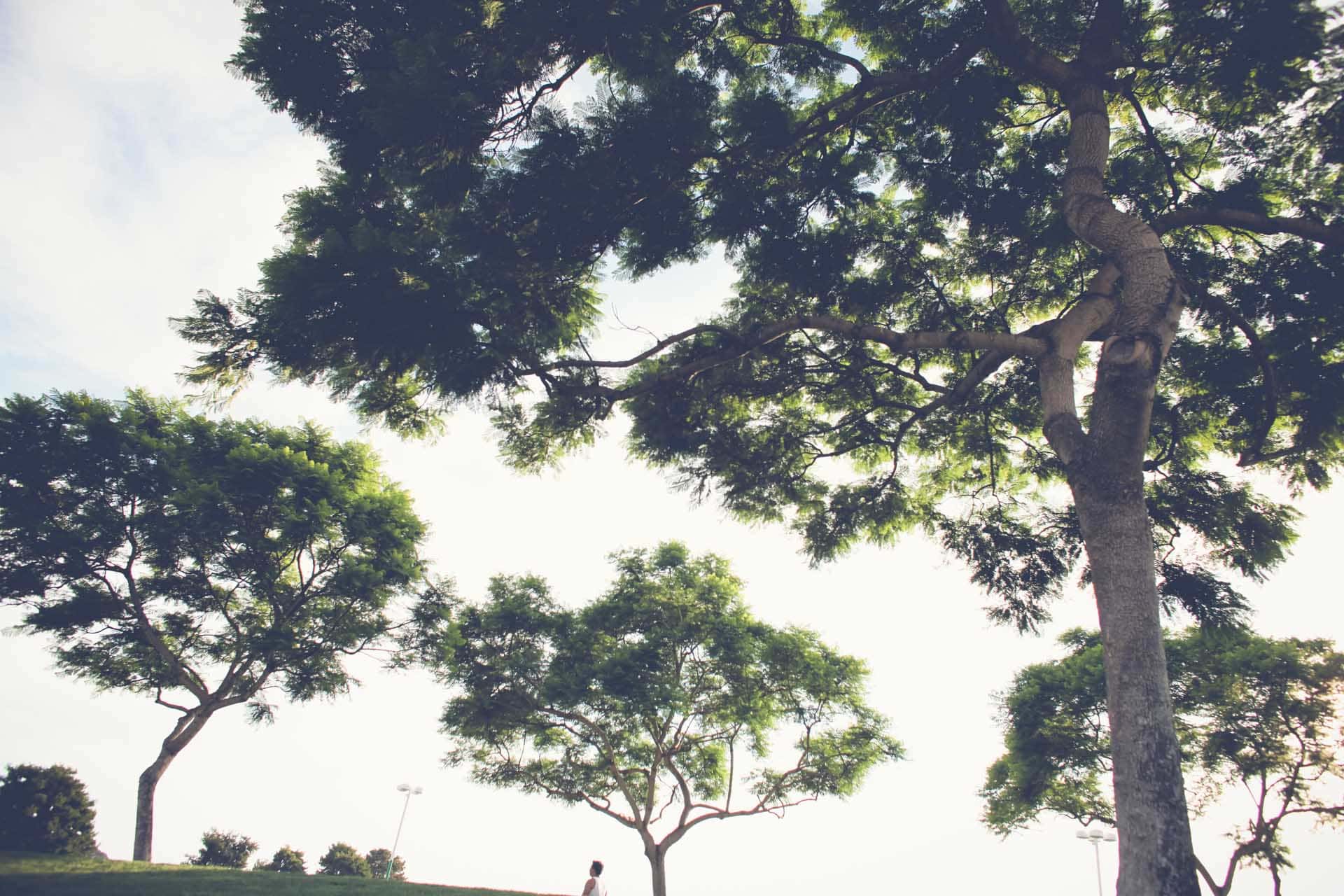 San Diego Tree Service | Tree Trimmers