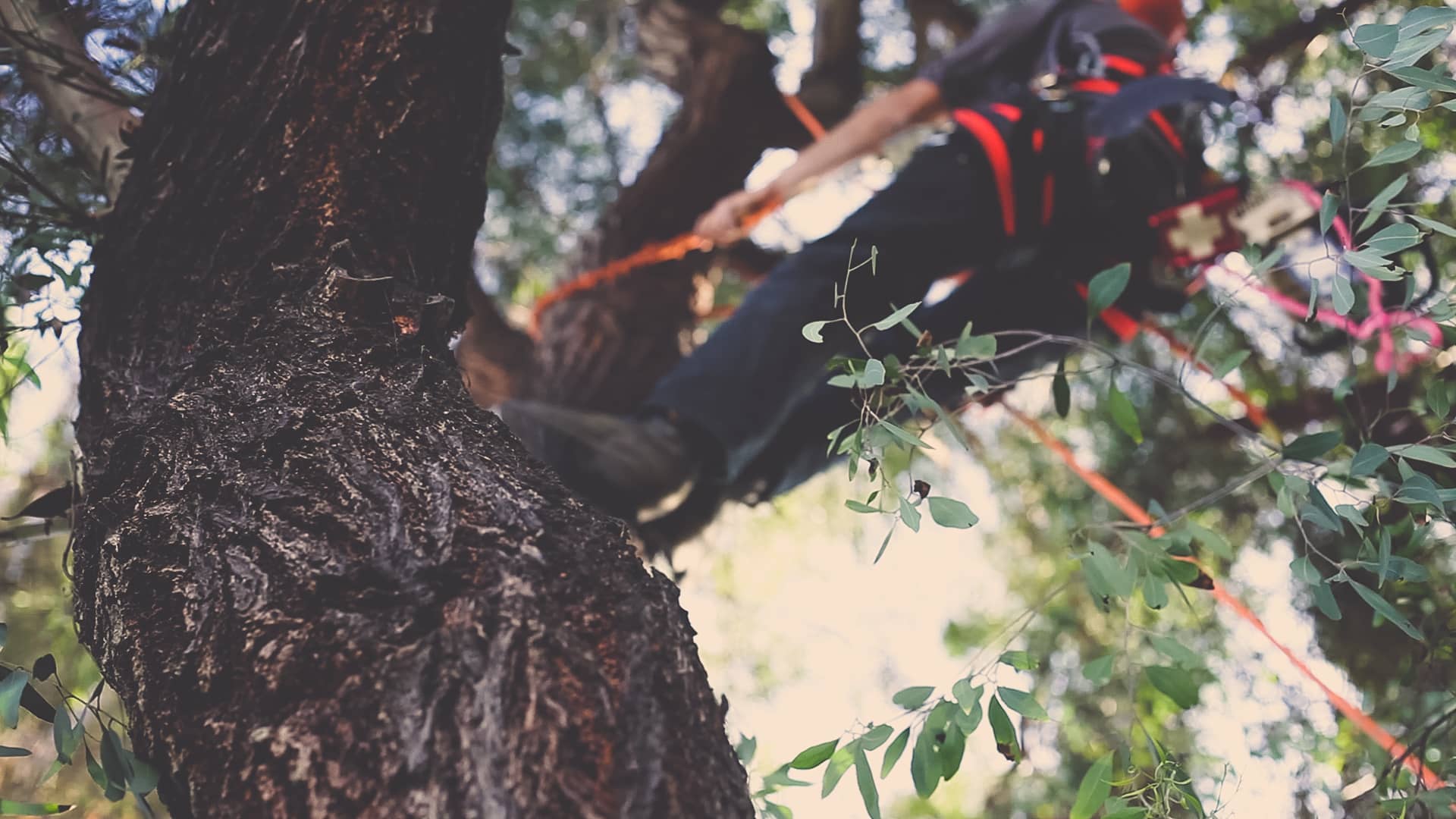 San Diego Tree Trimmers