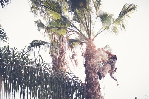 palm tree removal cost san diego