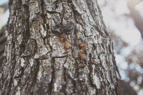 San Diego sick tree | tree care