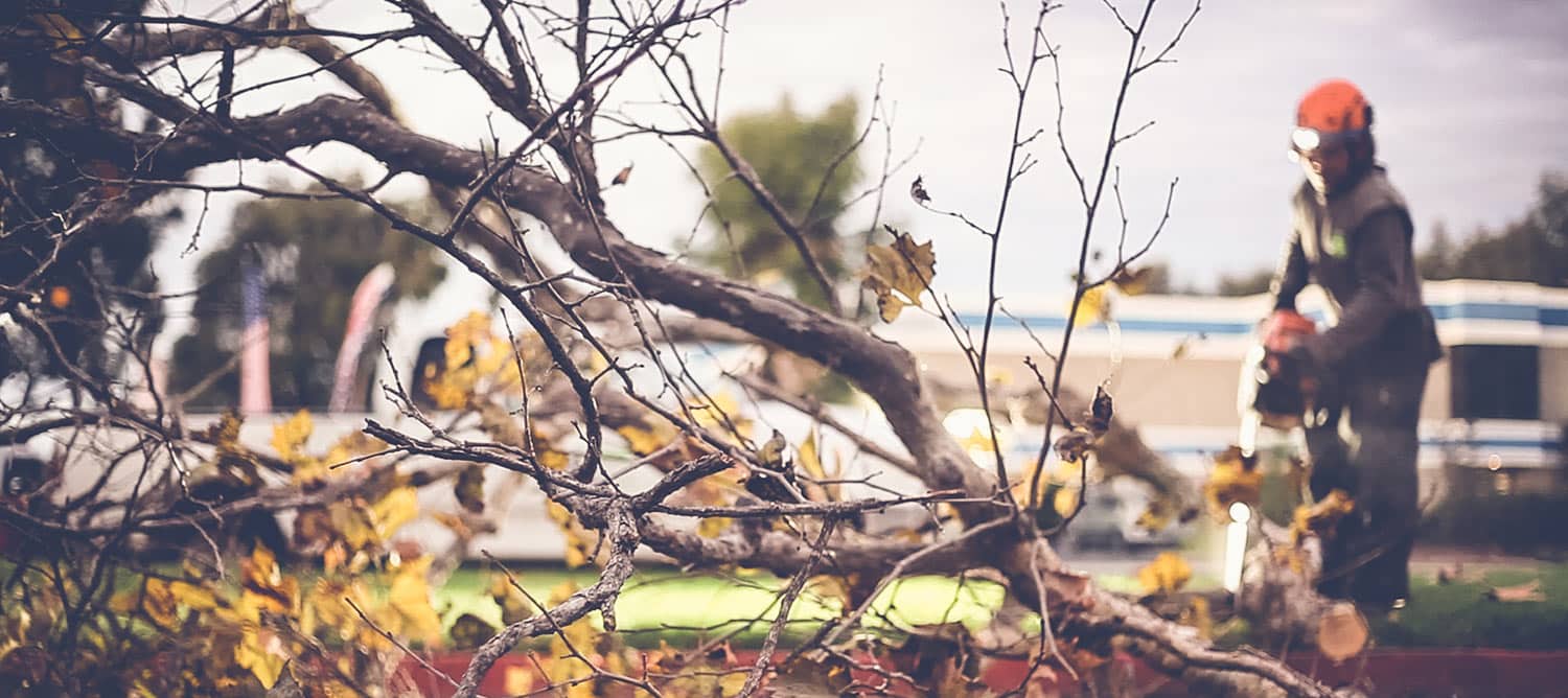 COMMERCIAL TREE SERVICE San Diego Tree Trimmers LC Tree Service
