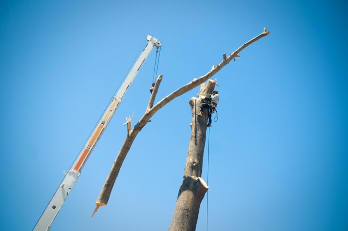 San Diego tree removal