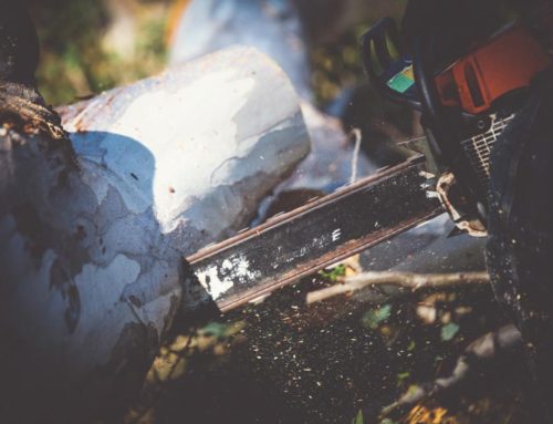 THE HIDDEN DANGERS OF TREE TRIMMING