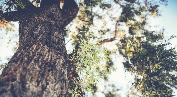 San Diego Tree Trimming Company