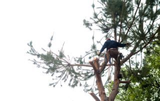 San Diego Tree Trimmers