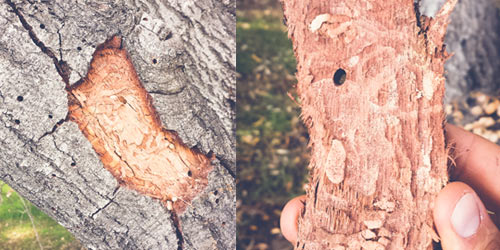Tree Care San Diego Ca | San Diego Tree Service | Tree Trimming | Tree Removal San Diego sick tree | bark beetle