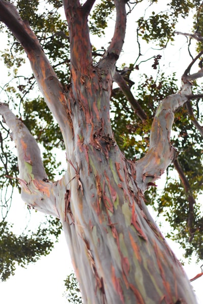 San Diego Rainbow Eucalyptus
