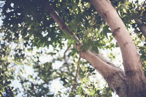 Carrotwood Tree San Diego Tree Service - Carrotwood