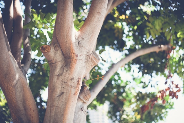 San Diego Tree Trimming Company