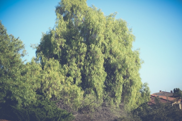 Pepper Tree | San Diego Tree Service | Tree Trimming | Tree Removal tree trimming in San Diego