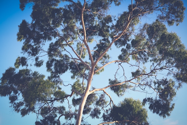 San Diego Tree Trimming Company