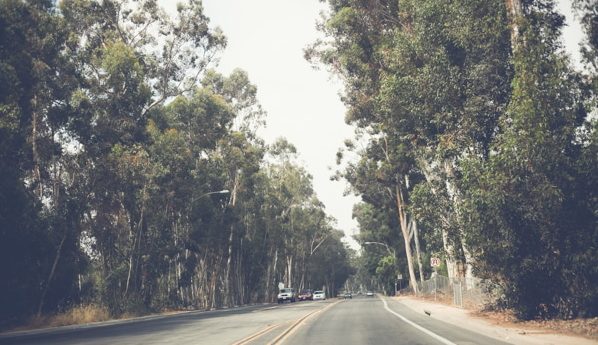 San Diego Tree Trimming Company