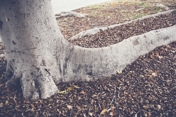 San Diego Tree Trimming Company