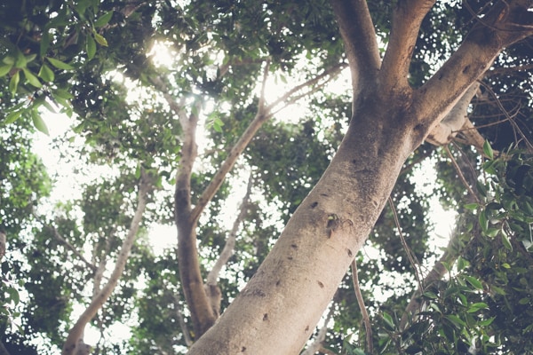 San Diego Tree Trimming Company