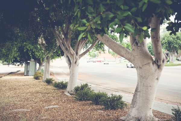 San Diego Tree Trimming Company