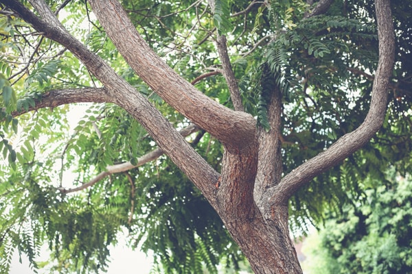 San Diego Tree Trimmer