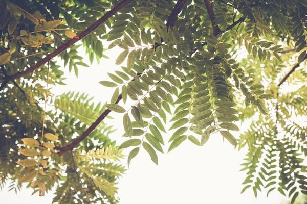 San Diego Tree Service | San Diego Tree Service | Tree Trimming | Tree Removal San Diego Tree Service | Tree Trimmers