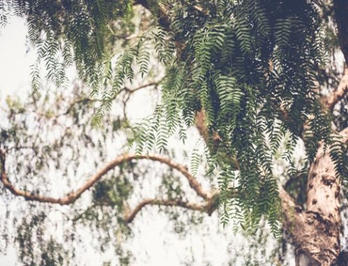 10 Signs Your Tree Needs Trimming Before It Becomes a Bigger Problem