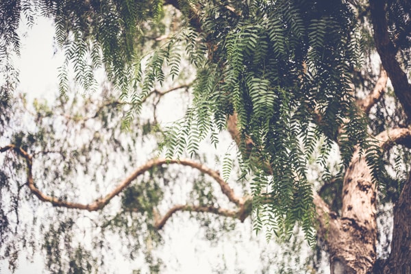 San Diego Tree Trimming Company