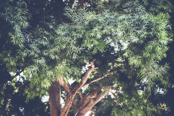 San Diego Tree Trimming Company