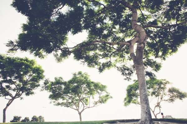 San Diego Tree Trimmer