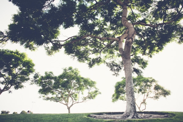 10 Most Popular Trees in San Diego | LC Tree Service