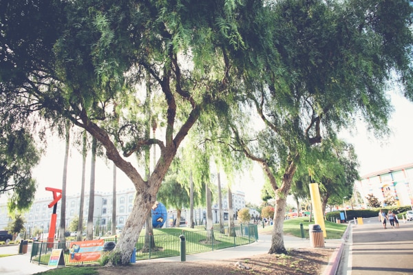 San Diego Tree Trimming Company