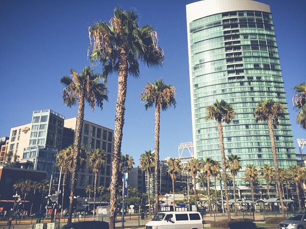 San Diego Tree Trimming Company