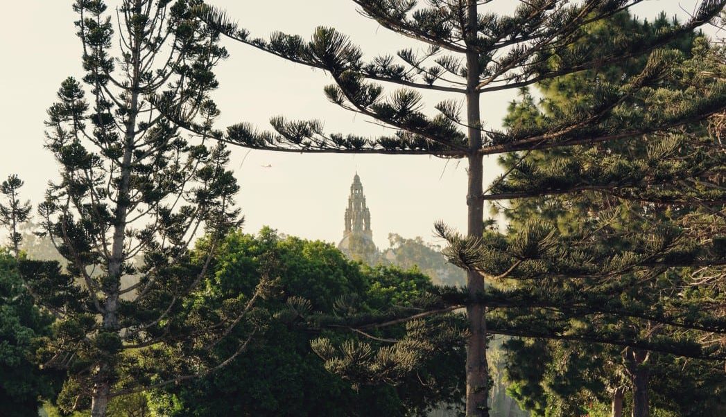 San Diego Tree Trimming Company