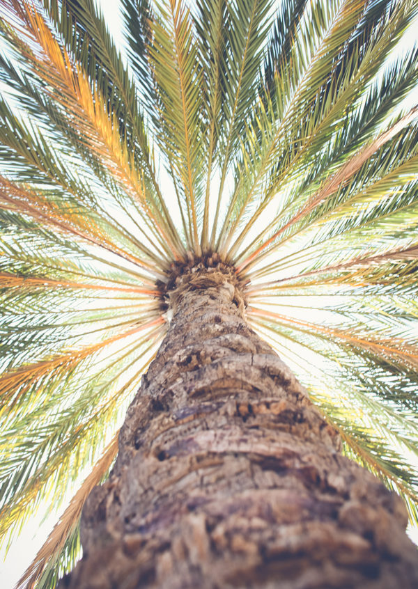 Canary Island date palm