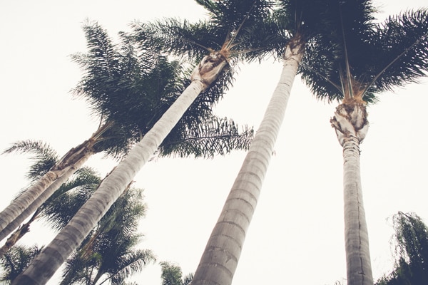 What Are The 6 Most Common Palms in San Diego?