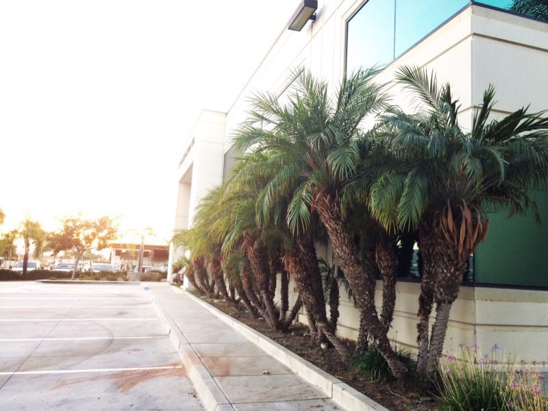 palm tree trimmer san diego San Diego Tree Trimmers LC Tree Service