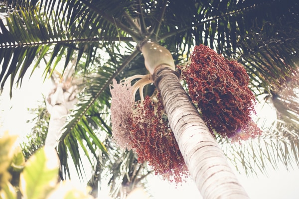 San Diego Tree Trimmer