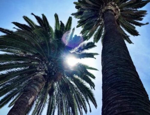 THE FATE OF SAN DIEGO’S CANARY ISLAND DATE PALM