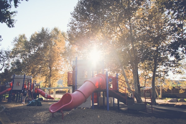 Sycamore Tree san diego tree service