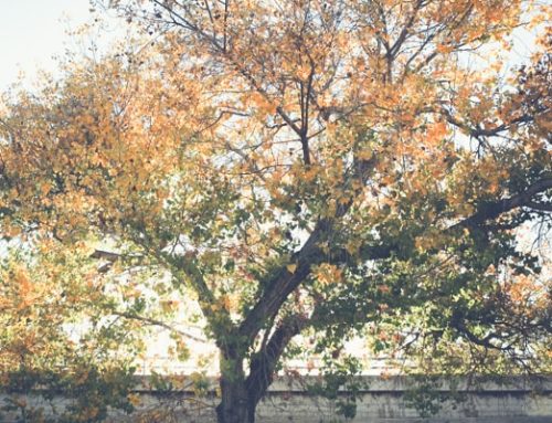 Why Is My Tree Turning Brown?